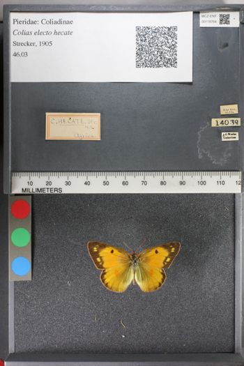 Media type: image;   Entomology 118764